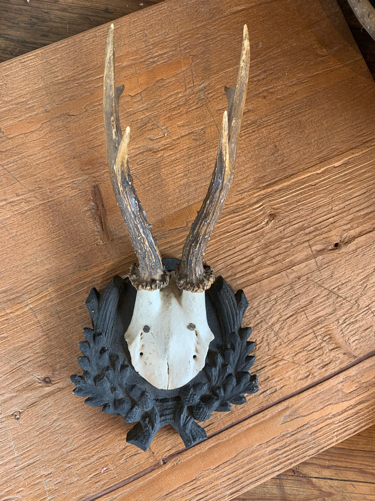 Roe Deer Antlers