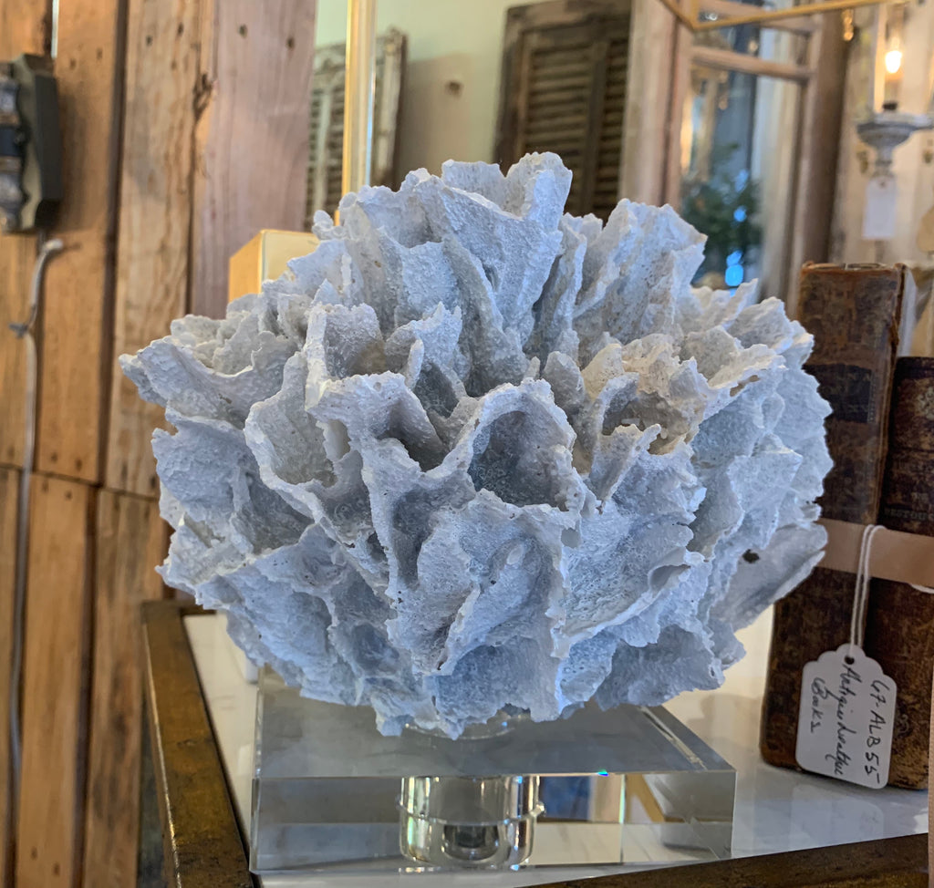 Ribbon Coral