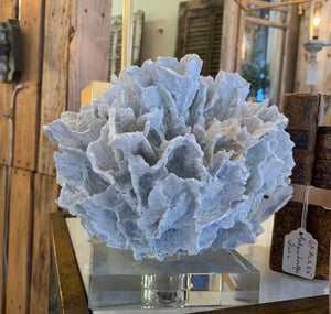 Ribbon Coral